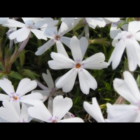 Phlox Subulata (ss-esp. Nivalis) (fam. Polemoniacees) (Amerique du Nord) (4)